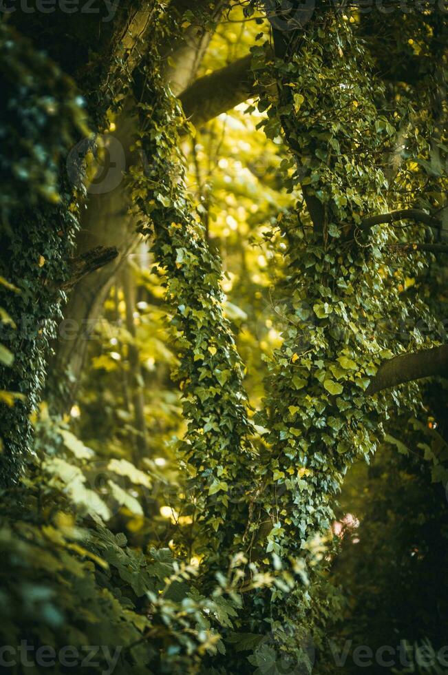 Jungle like overgrown forest in spring close to Brighton, East Sussex, UK photo