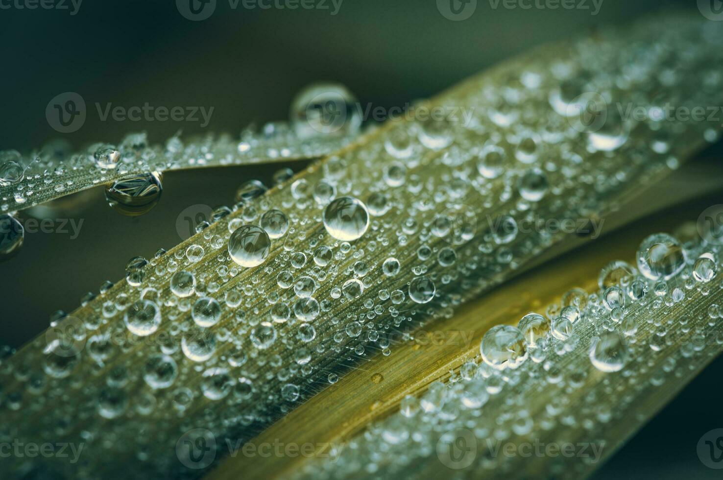 Early morning dew on a grass close up, macro, West sussex, UK photo