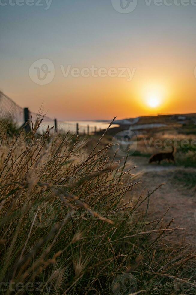 Evening on a walk by the cliffs with a low hanging sun photo