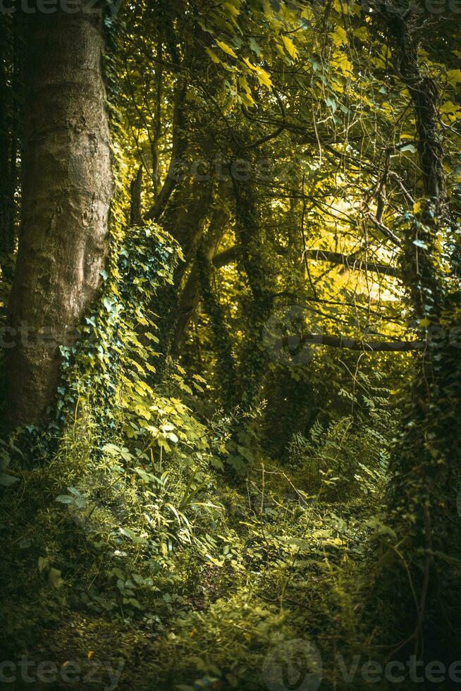 Jungle like overgrown forest inspring close to Brighton, East Sussex, UK photo