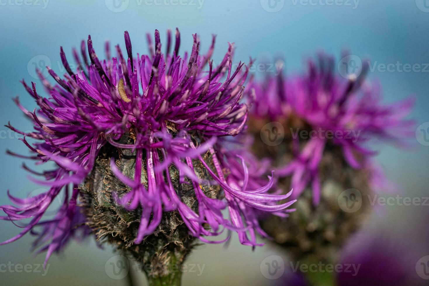 Close picture of centaurea scabiosa flower on a sea background photo