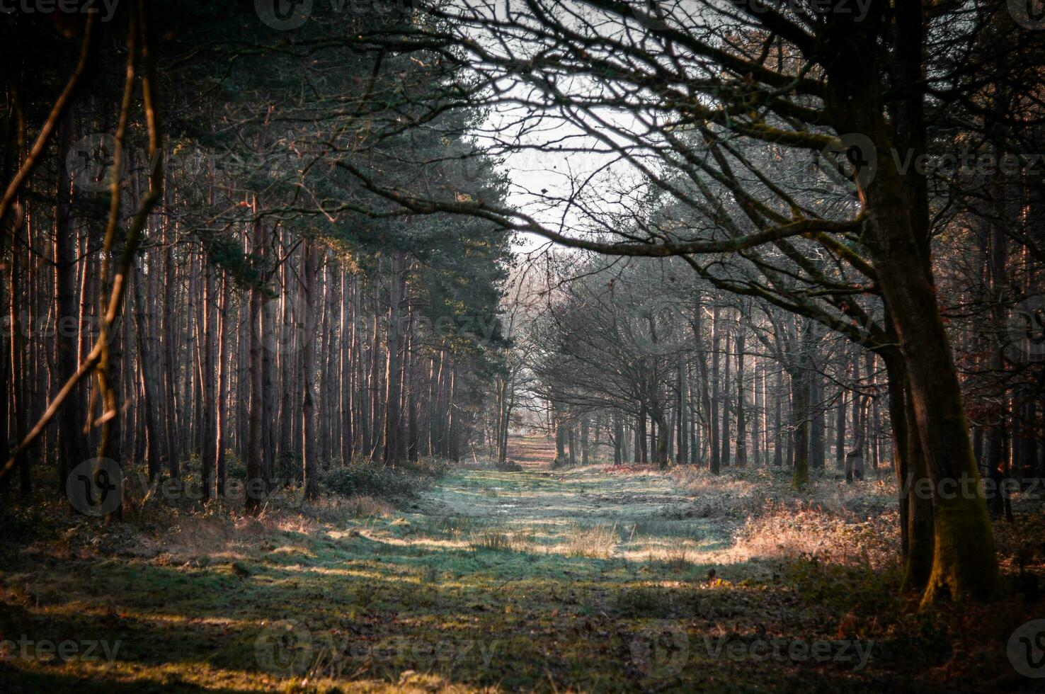 amplio camino en un bosque en un brumoso temprano Mañana foto