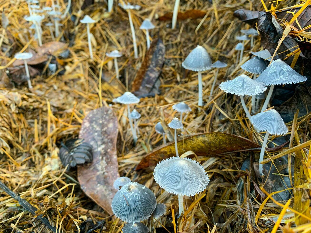 Coprinopsis lagopus mushroom or commonly called rabbit foot fungus photo