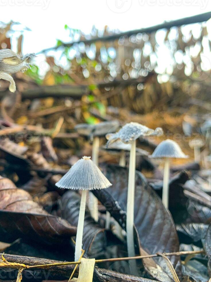 Coprinopsis lagopus mushroom or commonly called rabbit foot fungus photo