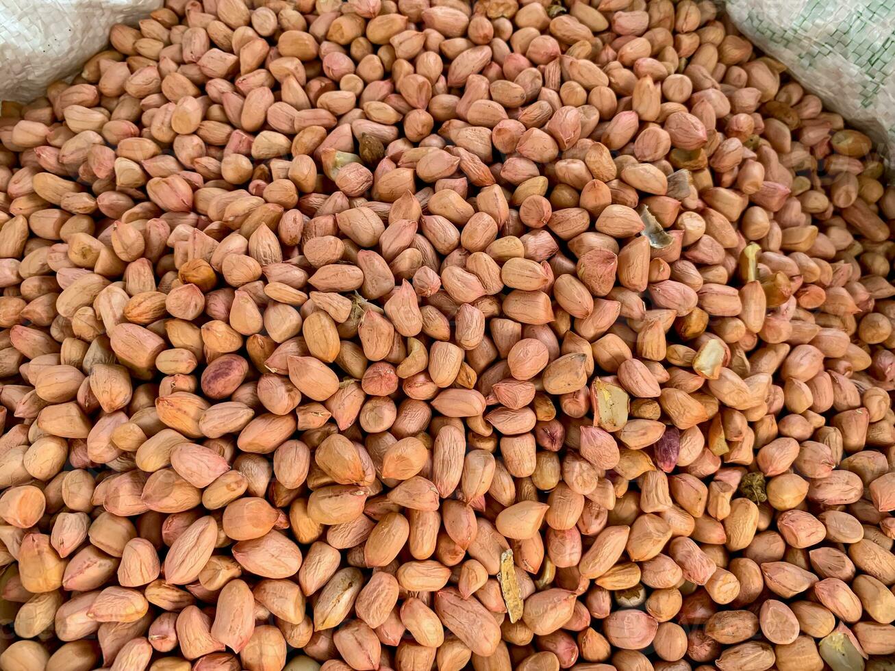 pile of peanuts Arachis hypogaea L photo