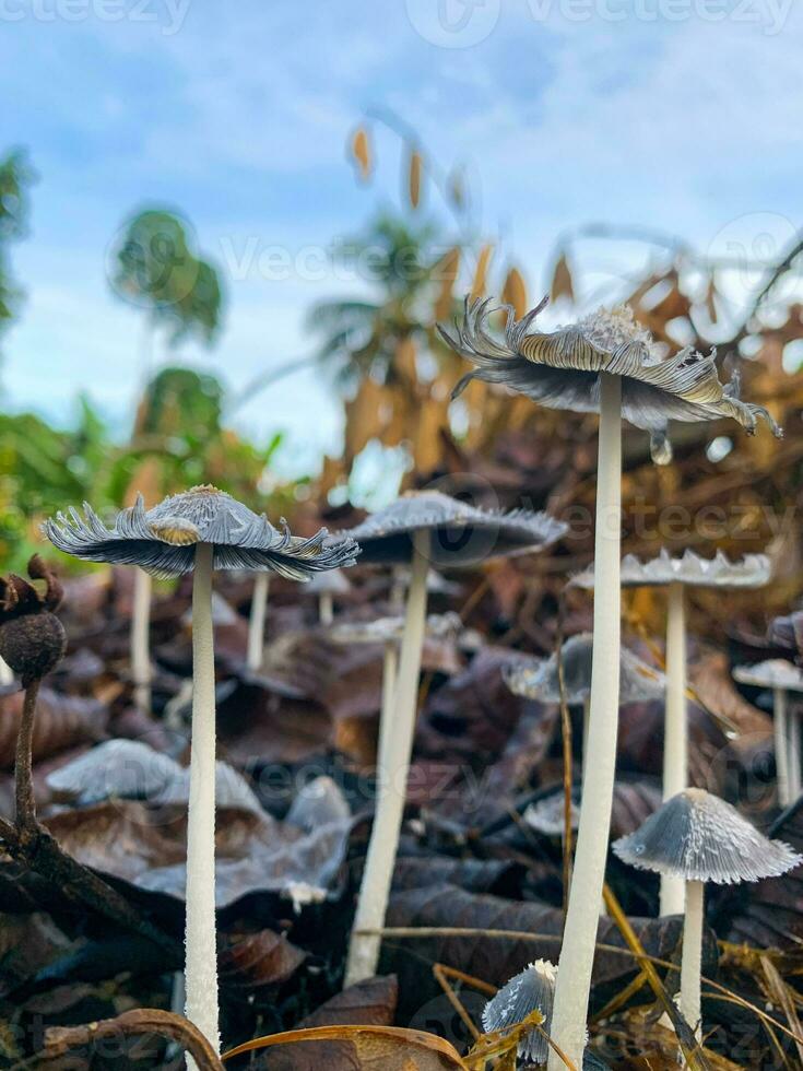 Coprinopsis lagopus mushroom or commonly called rabbit foot fungus photo