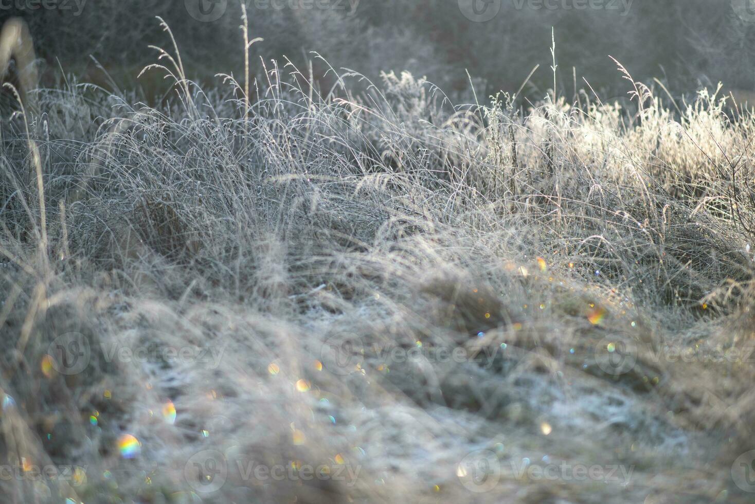 Last leafe frozen in late sunlight photo