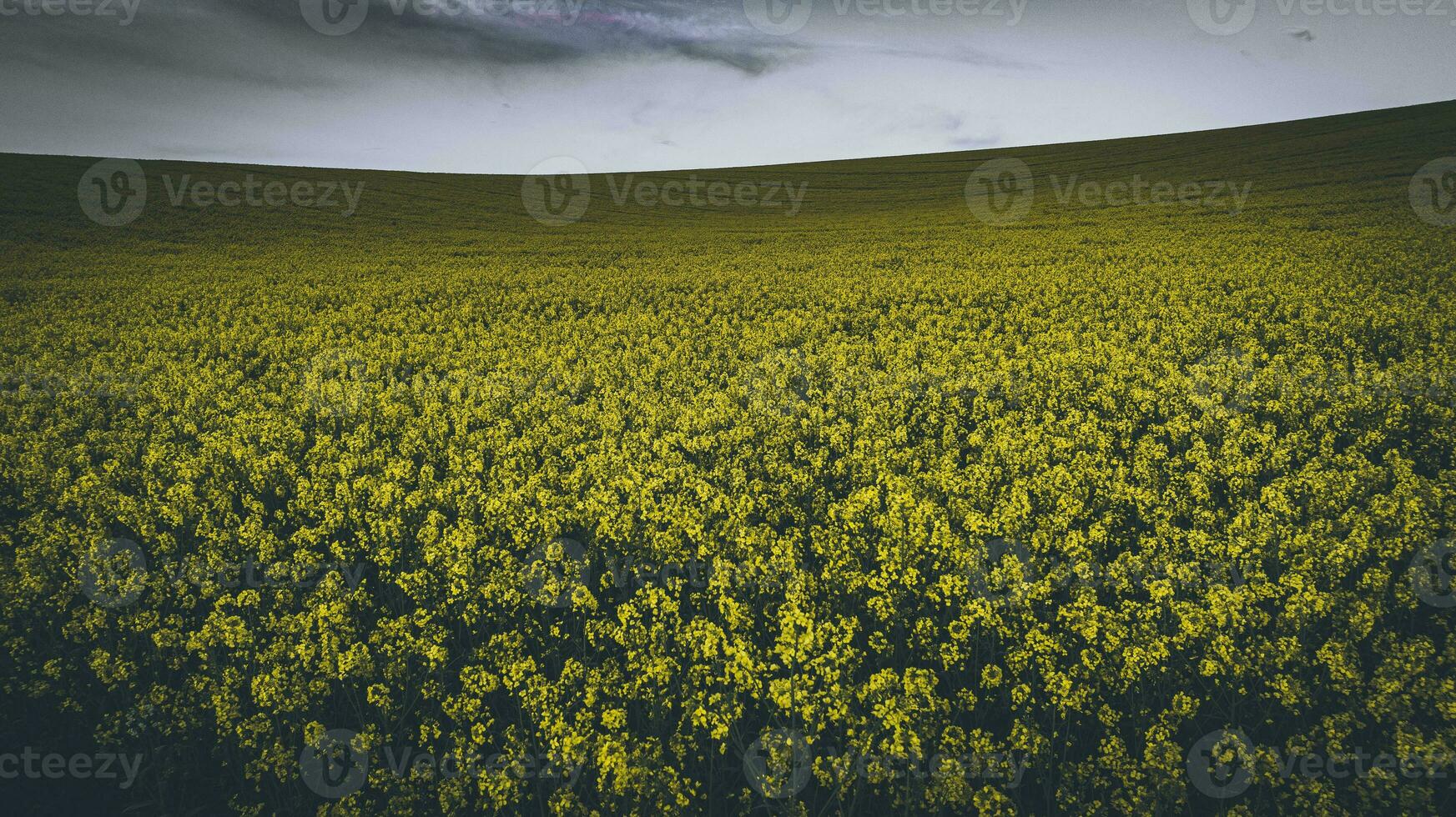 temperamental colza granja campo en un primavera noche, este sussex, Reino Unido foto