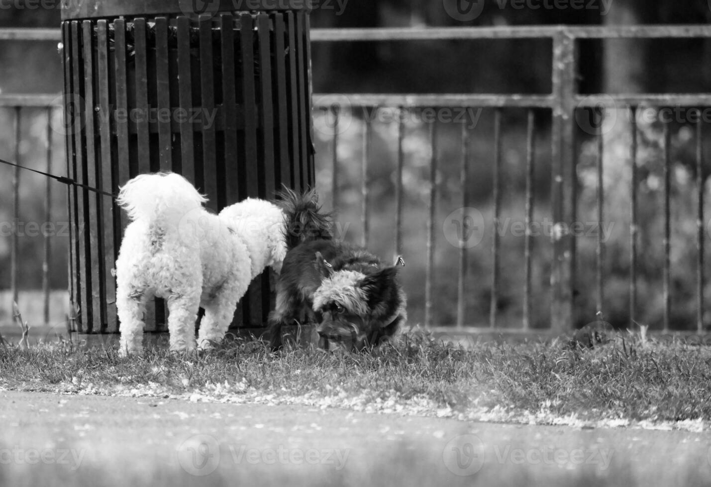 linda mascota perro en caminar a local público parque de Londres Inglaterra Reino Unido. foto