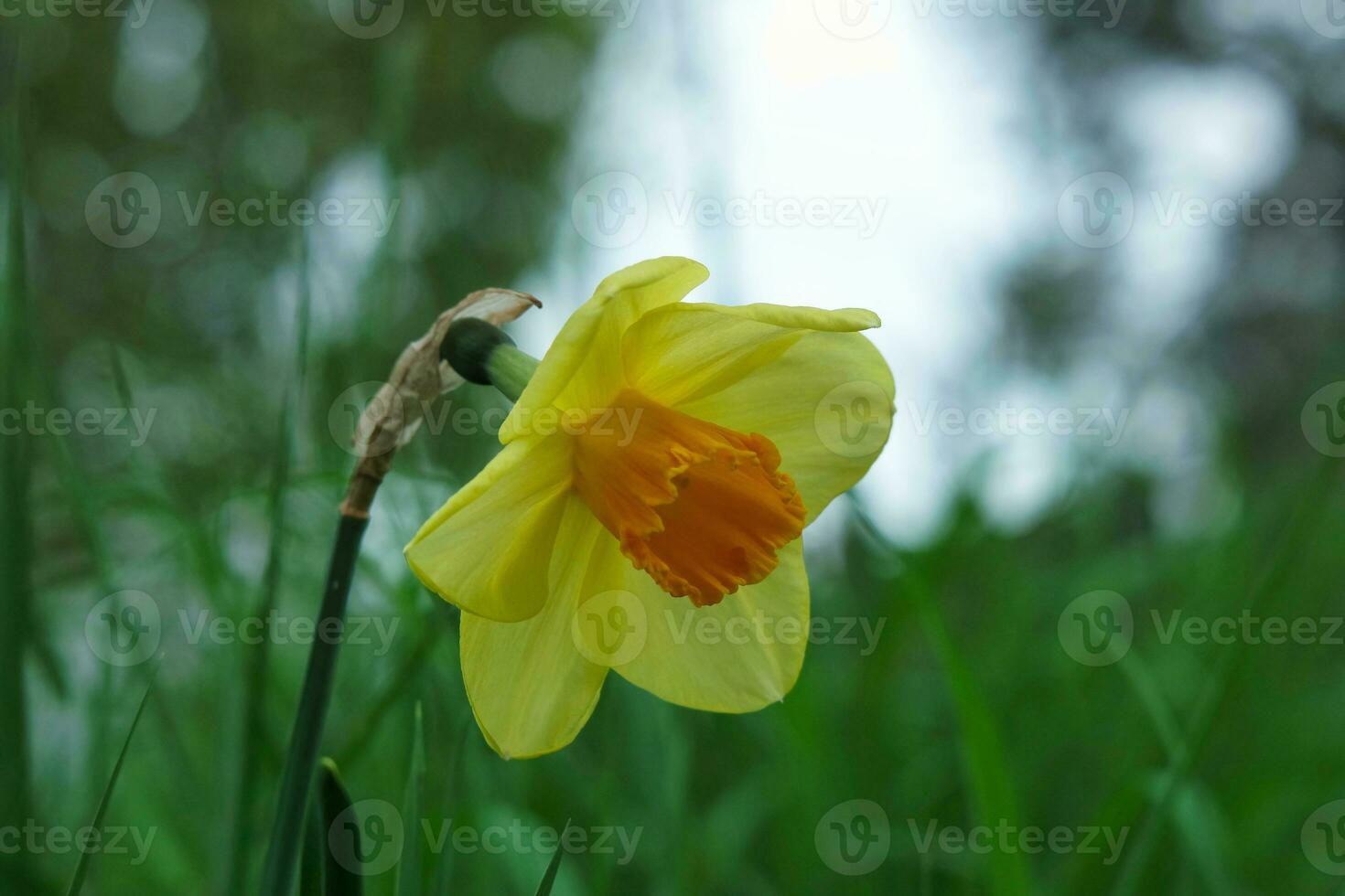 Close Up Image of Plant and Flower photo