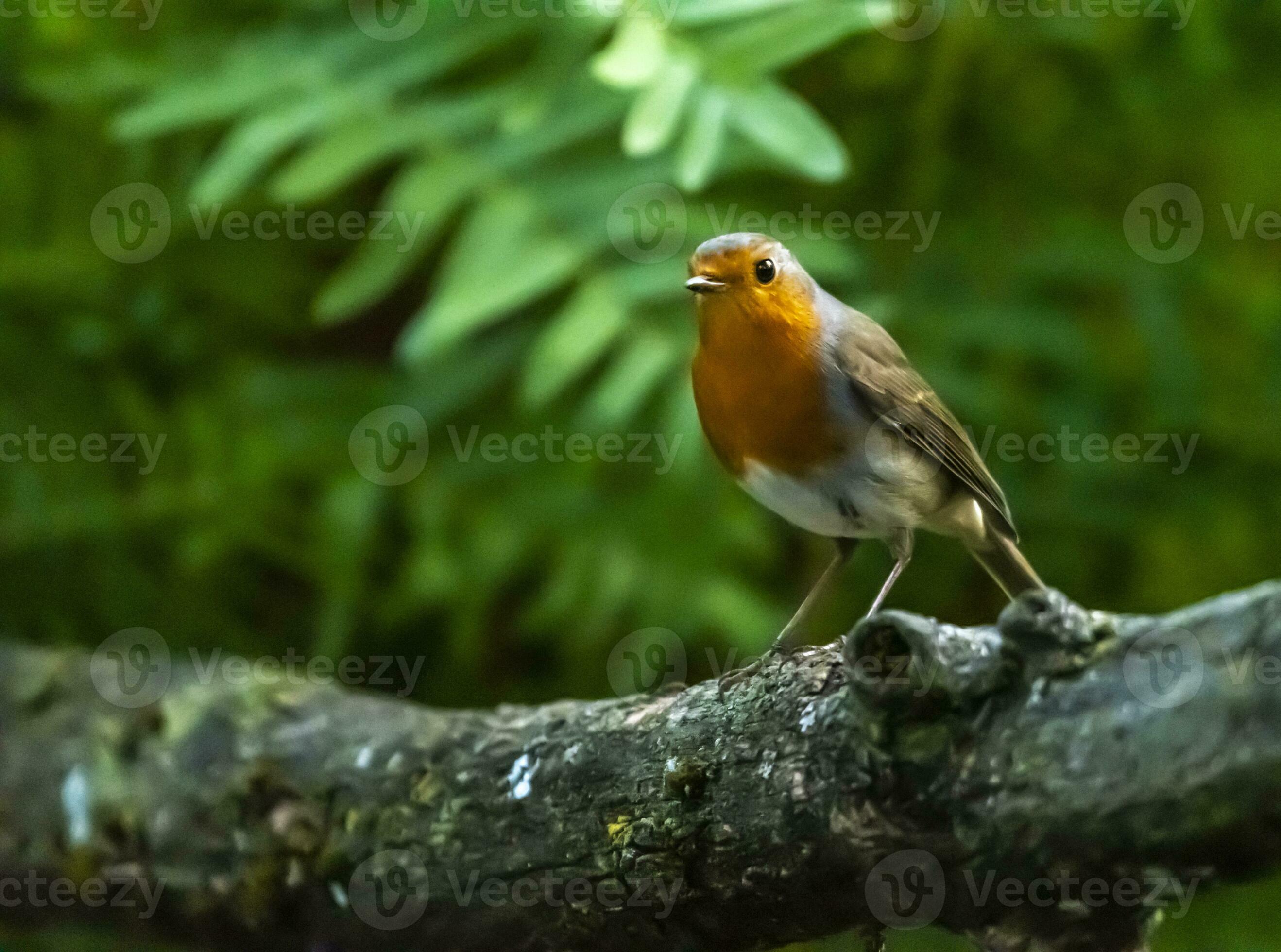 All about the Common European Robin (Erithacus rubecula)