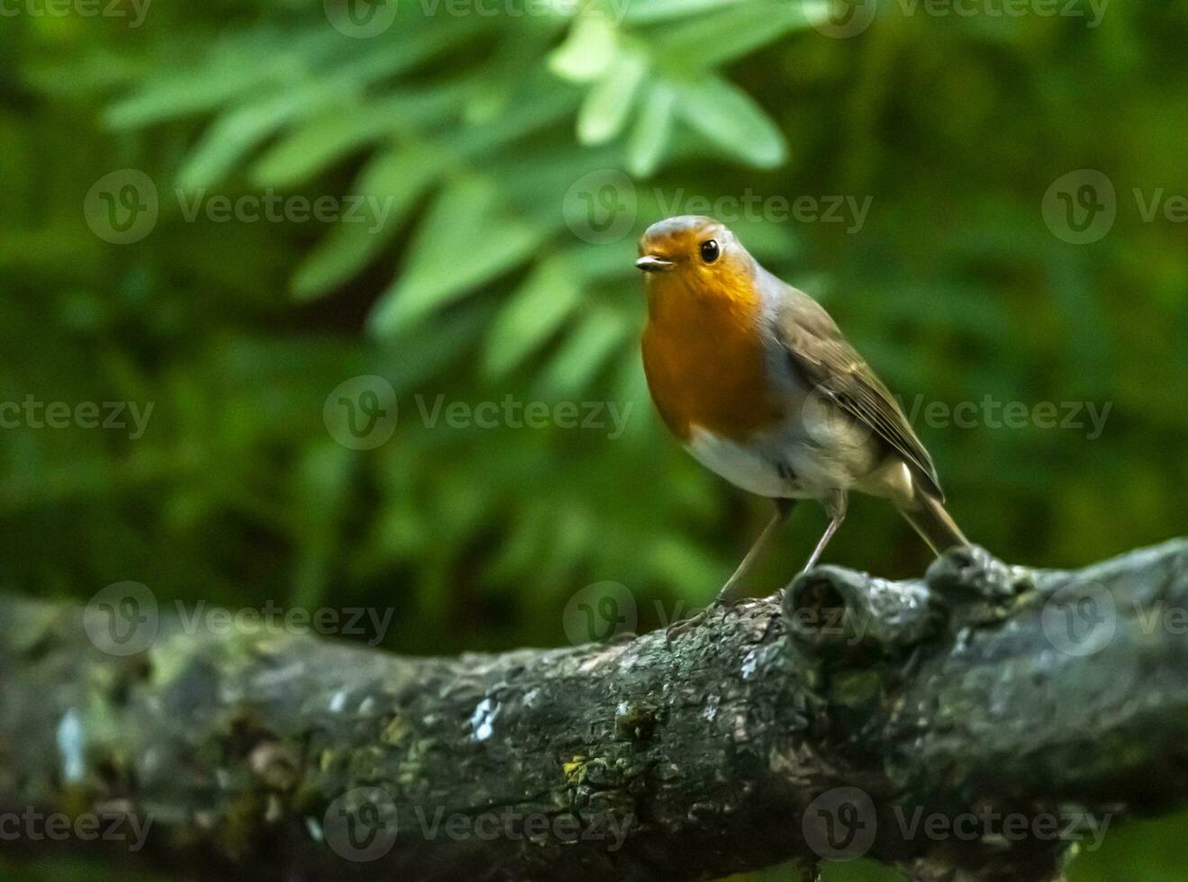 soltero europeo Robin petirrojo, erithacus rubécula, en un rama foto