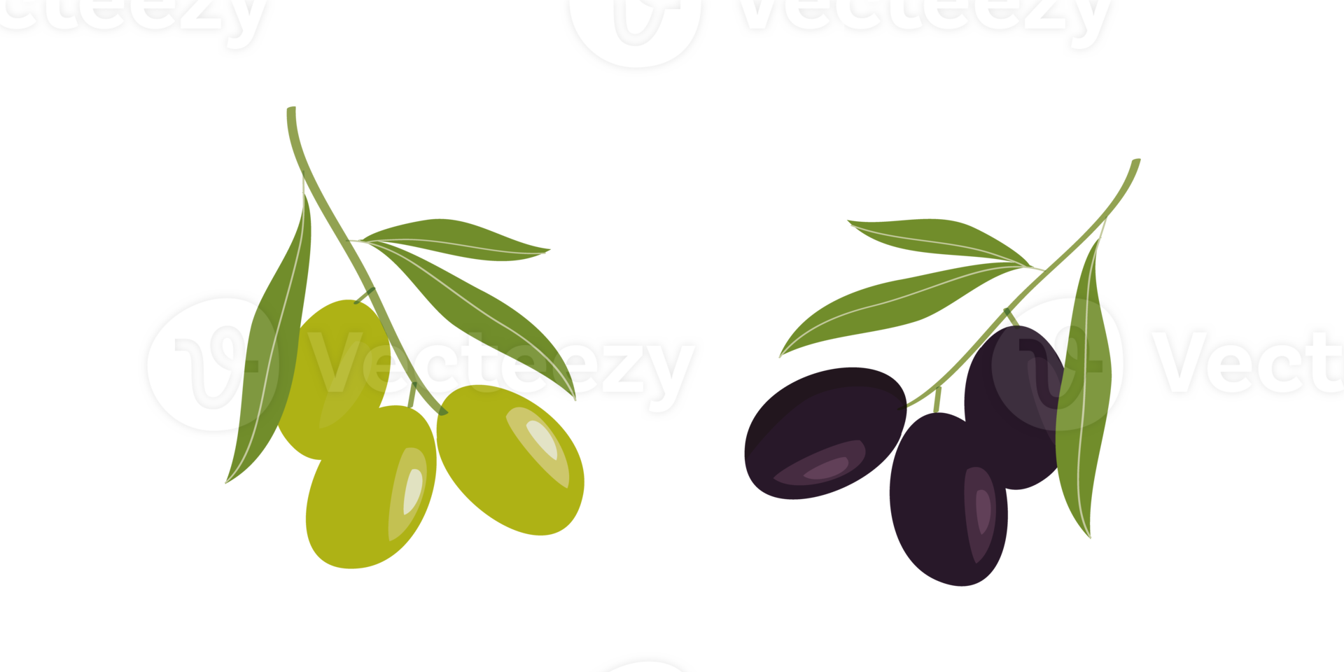 Olive hand drawn branch with green and black olives isolated png