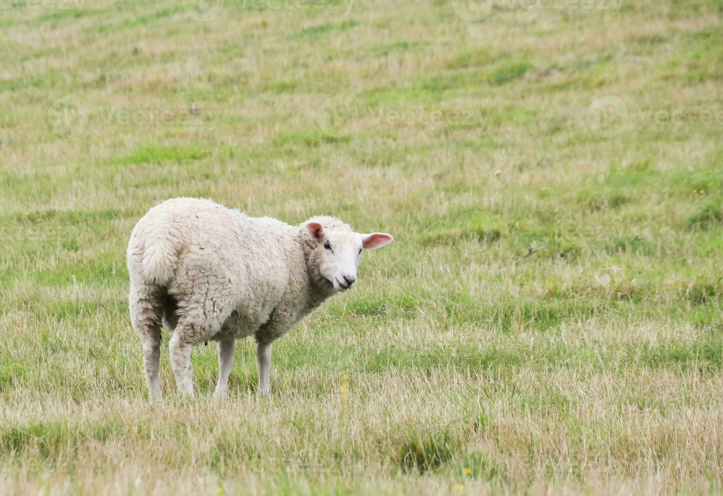 Beautiful Low Angle View of British Lamb and Sheep Farms at Upper