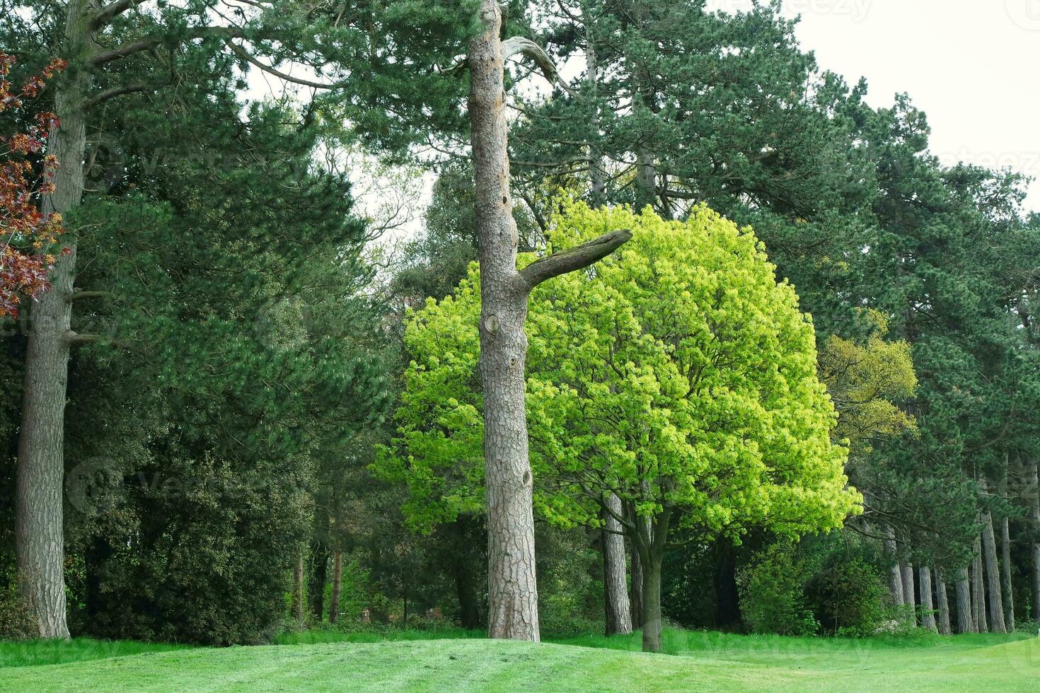 Gorgeous Low Angle View of Local Public Park of Luton England UK photo