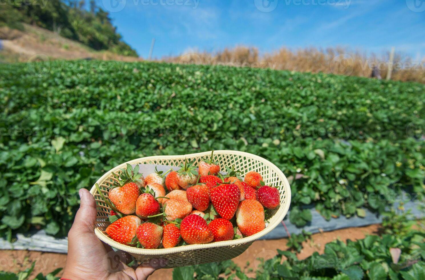 strawberry on a farm field photo