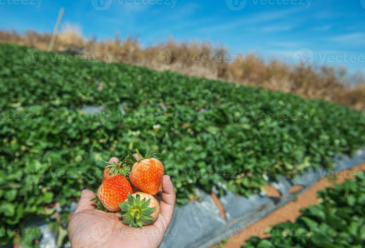 fresa en un granja campo foto