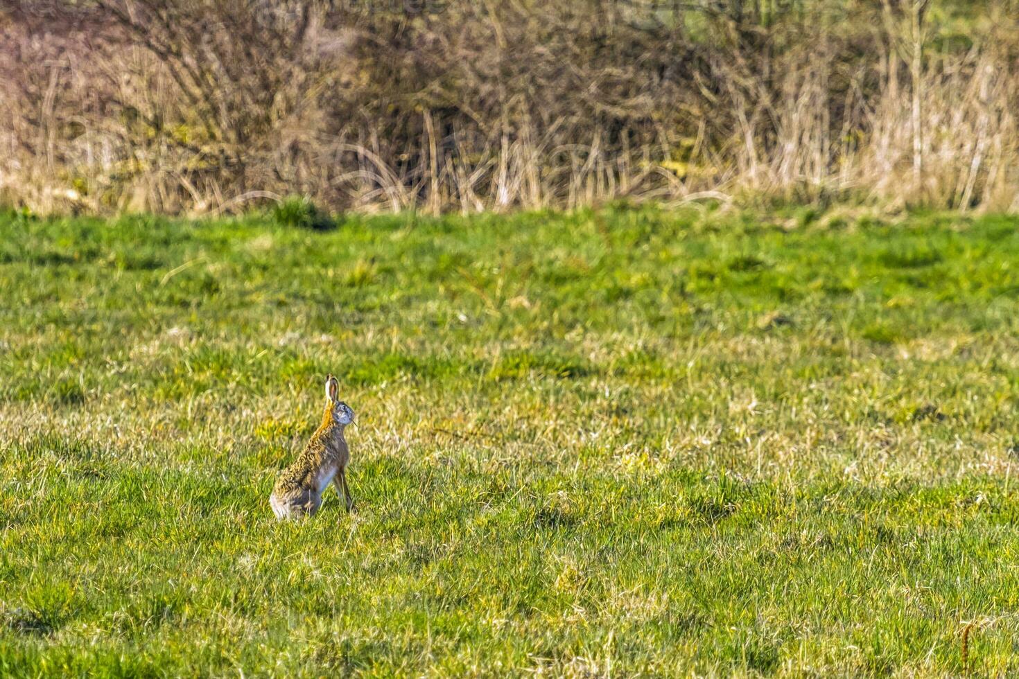 europeo marrón liebre, lepus europaeus foto