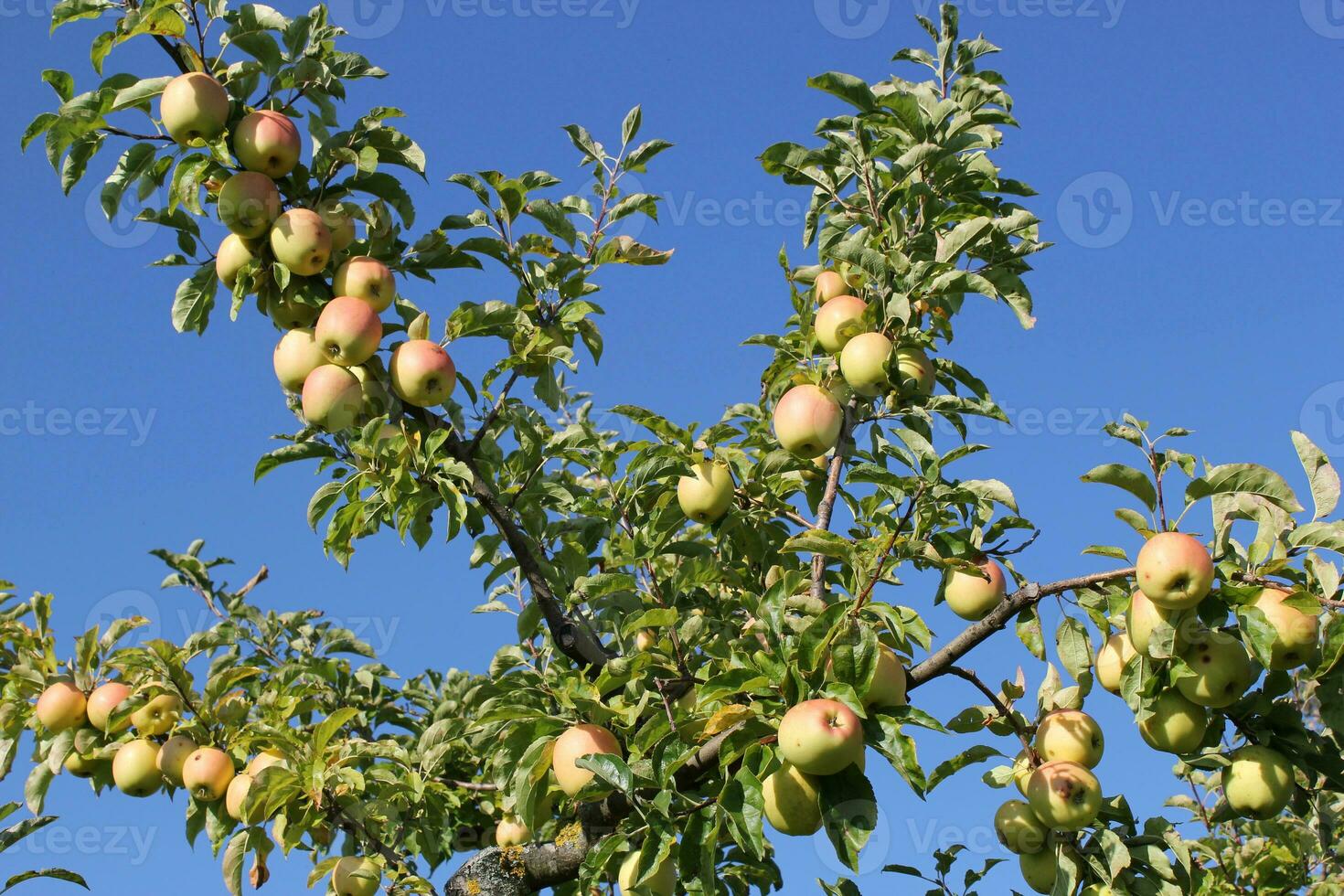 Branches of apple tree 30959477 Stock Photo at Vecteezy