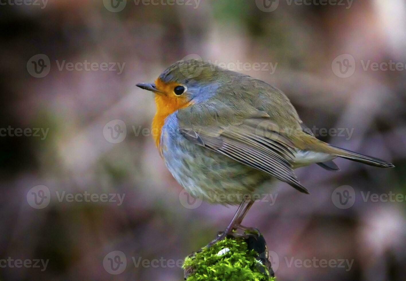 European robin, Erithacus rubecula, or robin redbreast, perched on a branch photo