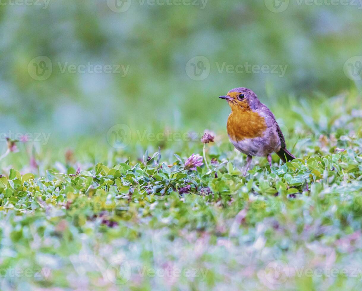 European robin redbreast, erithacus rubecula, passerine bird standing on the grass photo