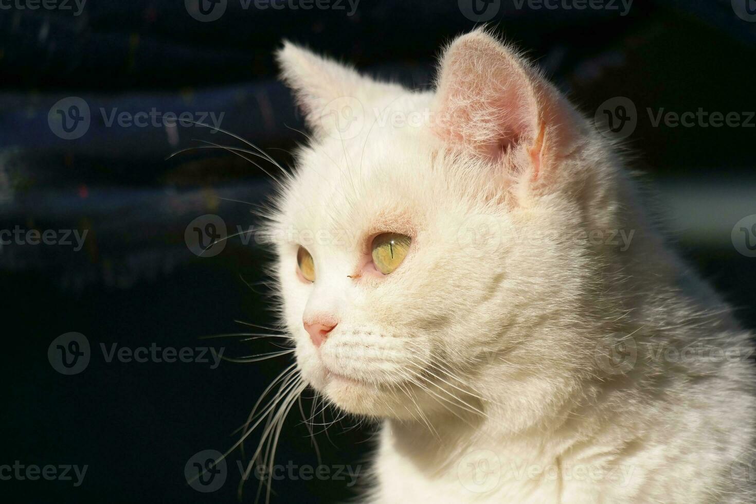 Cute Kitten is Posing in the Home Garden at Luton, England UK photo