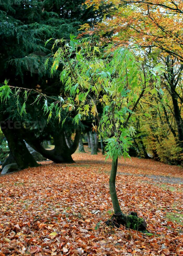 Green tree by autumn time photo