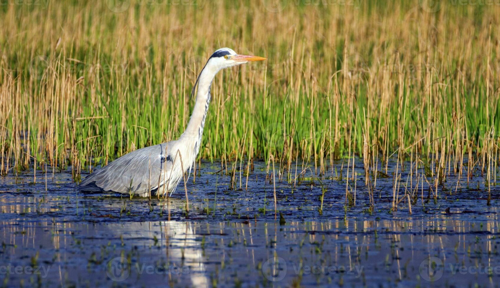 Grey heron, ardea cinerea, in a pond photo