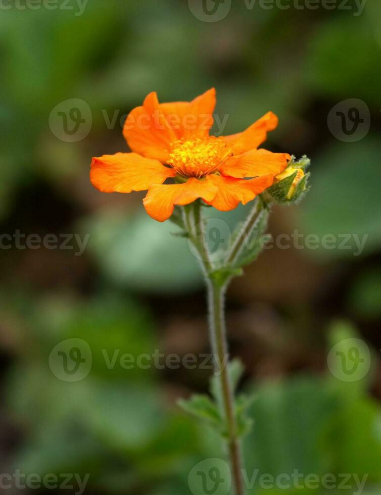 escarlata avens, geum coccineum foto