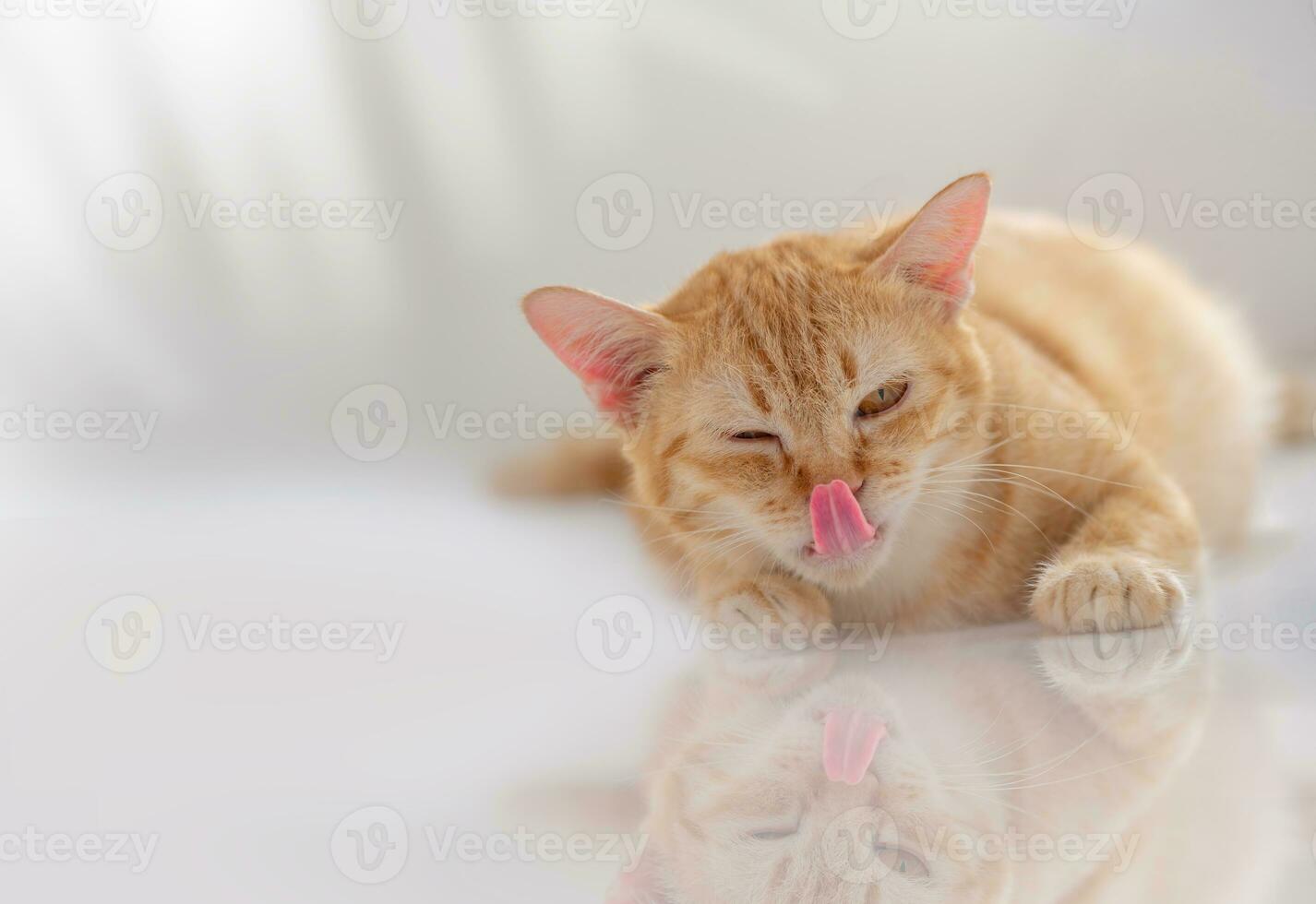 naranja embarazada hembra gato lengua pega fuera claramente ver el detalles. paliza pelo con Placer solo en el blanco lustroso piso estaba un reflexión. brillante encantador alegre. disfrutar acostado abajo. foto