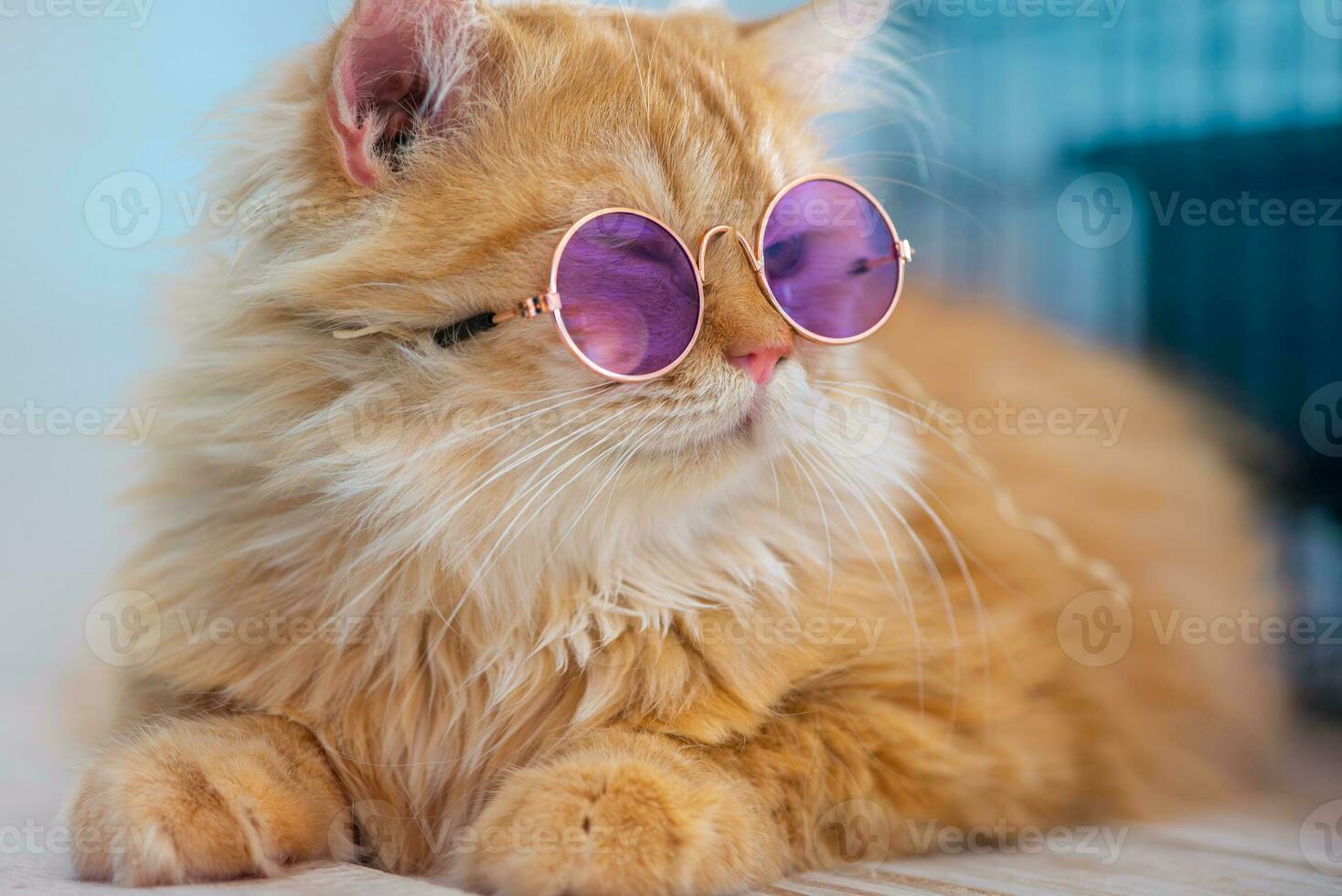Bright and cute, giving the cat a fluffy coat. Very cute gentle eyes. Create a modern little cat purple glasses with a vibrant color palette.  hyper-realistic natural lighting. photo
