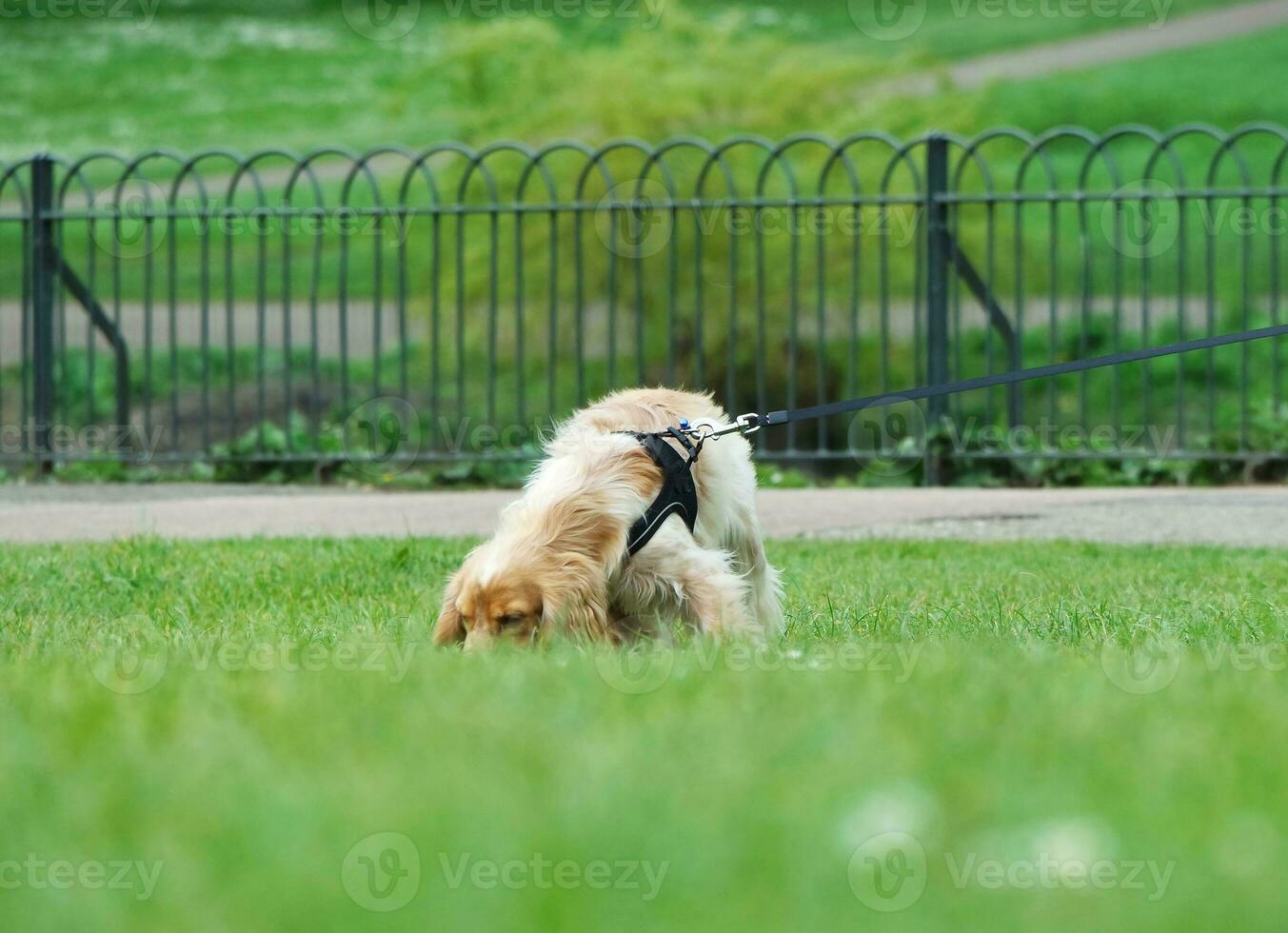 linda mascota perro en caminar a local público parque de Londres Inglaterra Reino Unido. foto