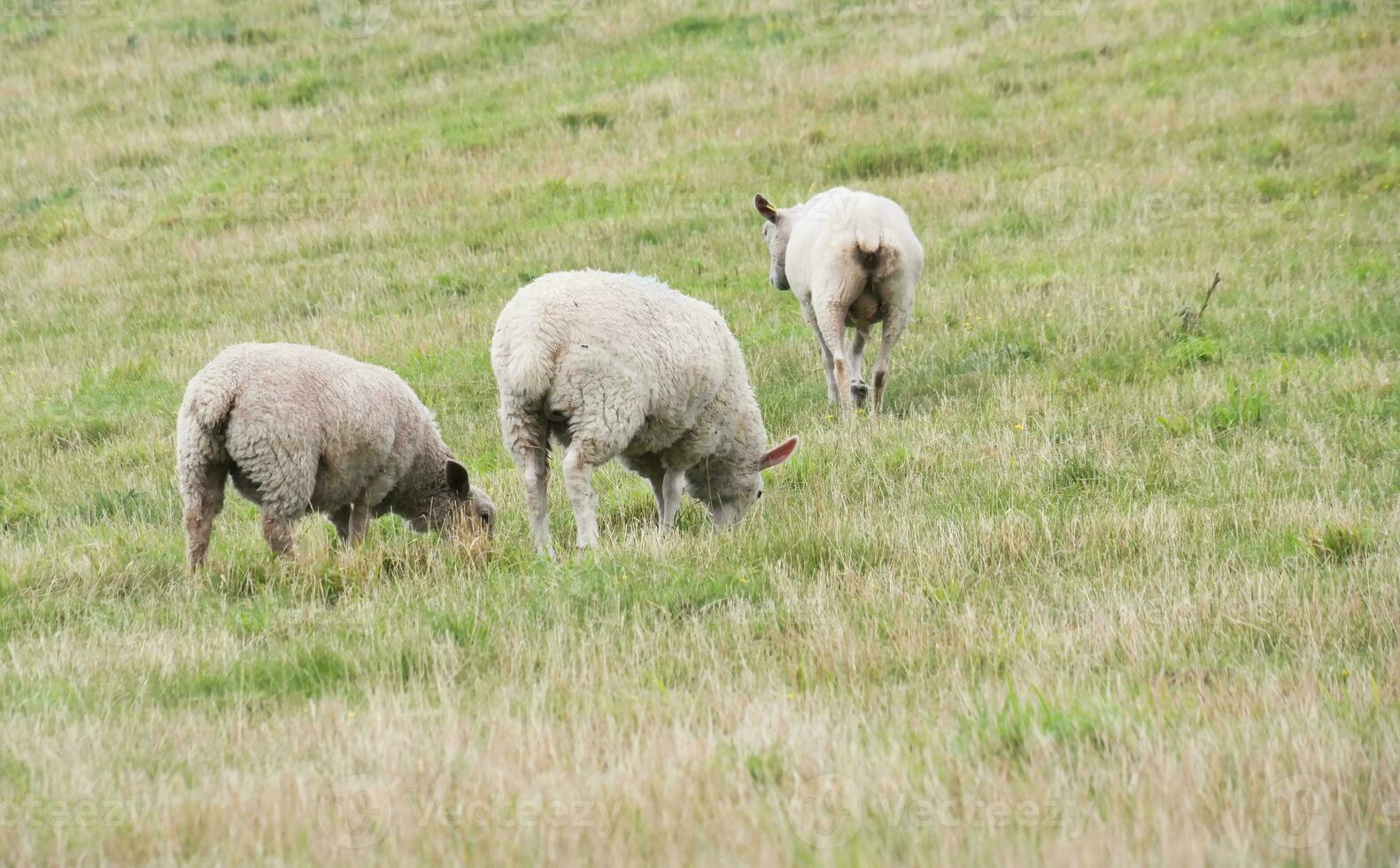 Beautiful Low Angle View of British Lamb and Sheep Farms at Upper Sundon Park Luton, England UK. Image Was captured on August 15th, 2023 during sunset at Countryside of UK photo