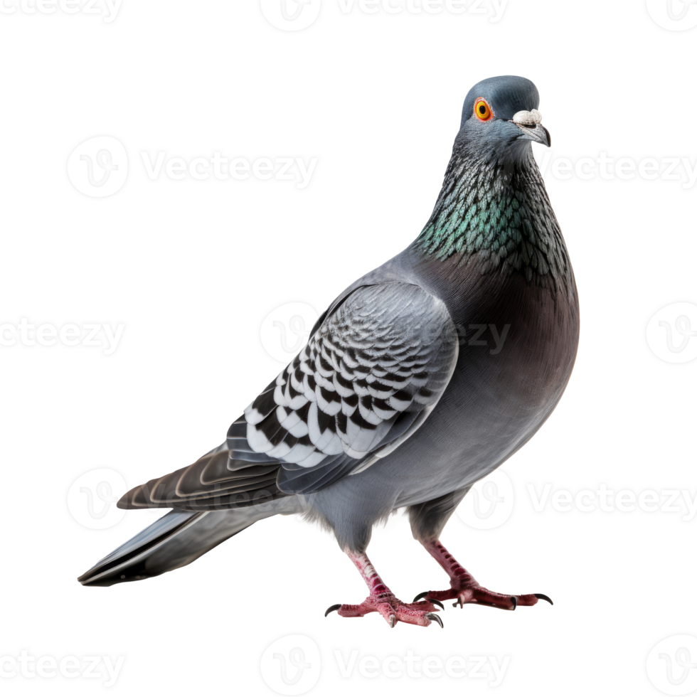 Pigeon isolated on transparent background, created with generative AI png