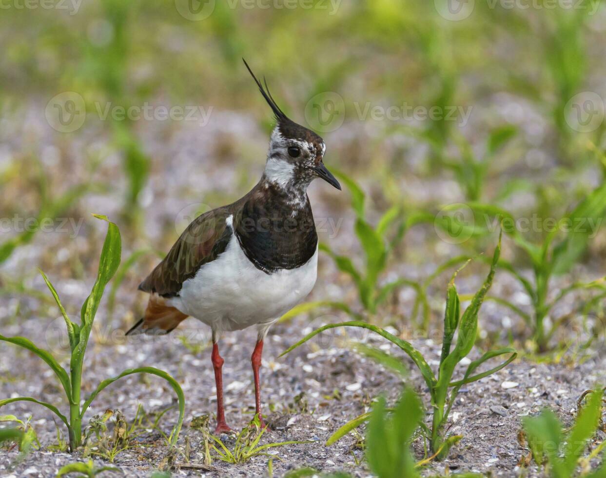 Northern Lapwing, Vanellus vanellus, in a field, Moro island, Denmark photo