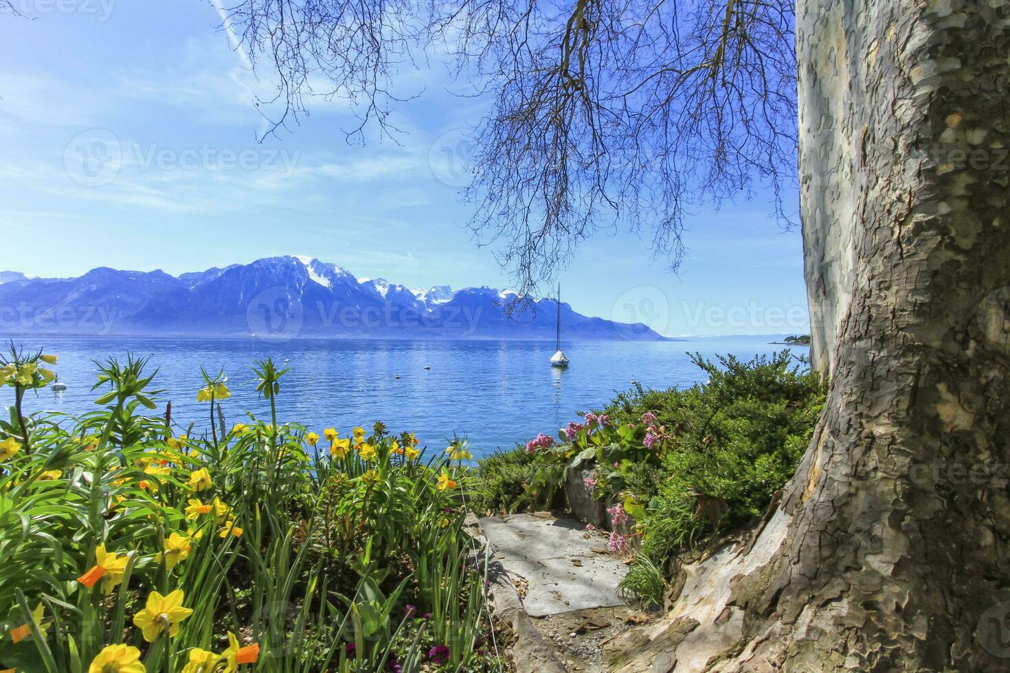 Colorful springtime flowers at Geneva lake and Alps mountains in the background, Montreux, Switzerland. photo