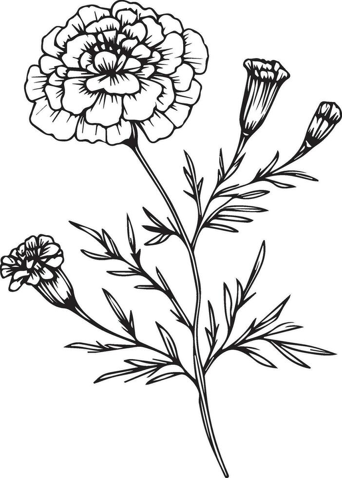 Marigold drawing, october birth flower tattoo ideas, marigold wall decor, marigold flower free printable coloring sheet, marigold flower drawing easy for kids, marigold flower bouquet drawings vector