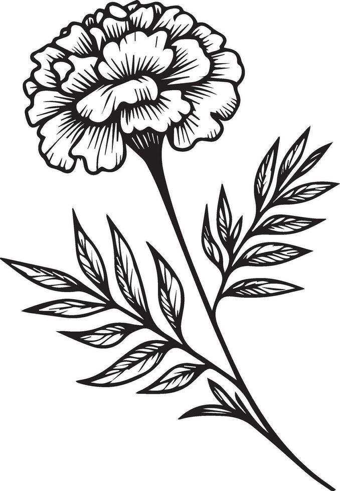 free marigold printable coloring, marigold drawing color, marigold small tattoo, marigold line art, marigold vector art, marigold isolated images clip art