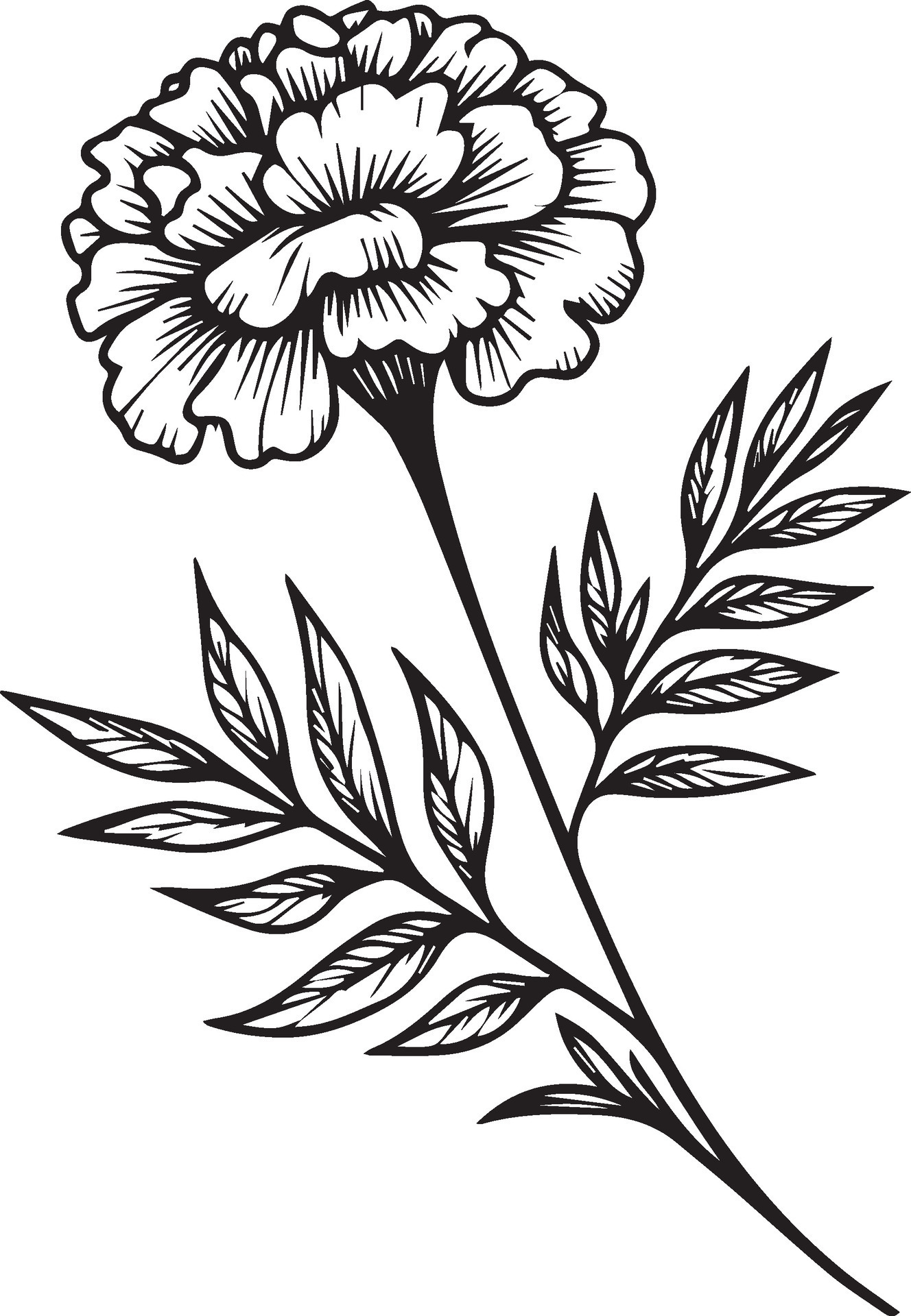 free marigold printable coloring marigold drawing color marigold free marigold printable coloring marigold drawing color marigold