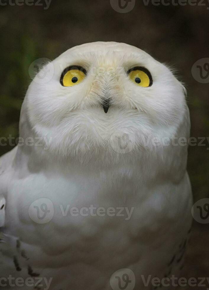 Snowy owl, bubo scandiacus, portrait photo