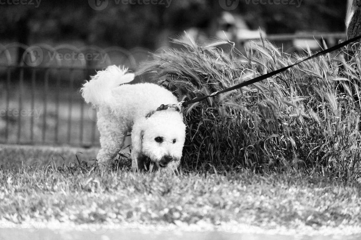 linda mascota perro en caminar a local público parque de Londres Inglaterra Reino Unido. foto