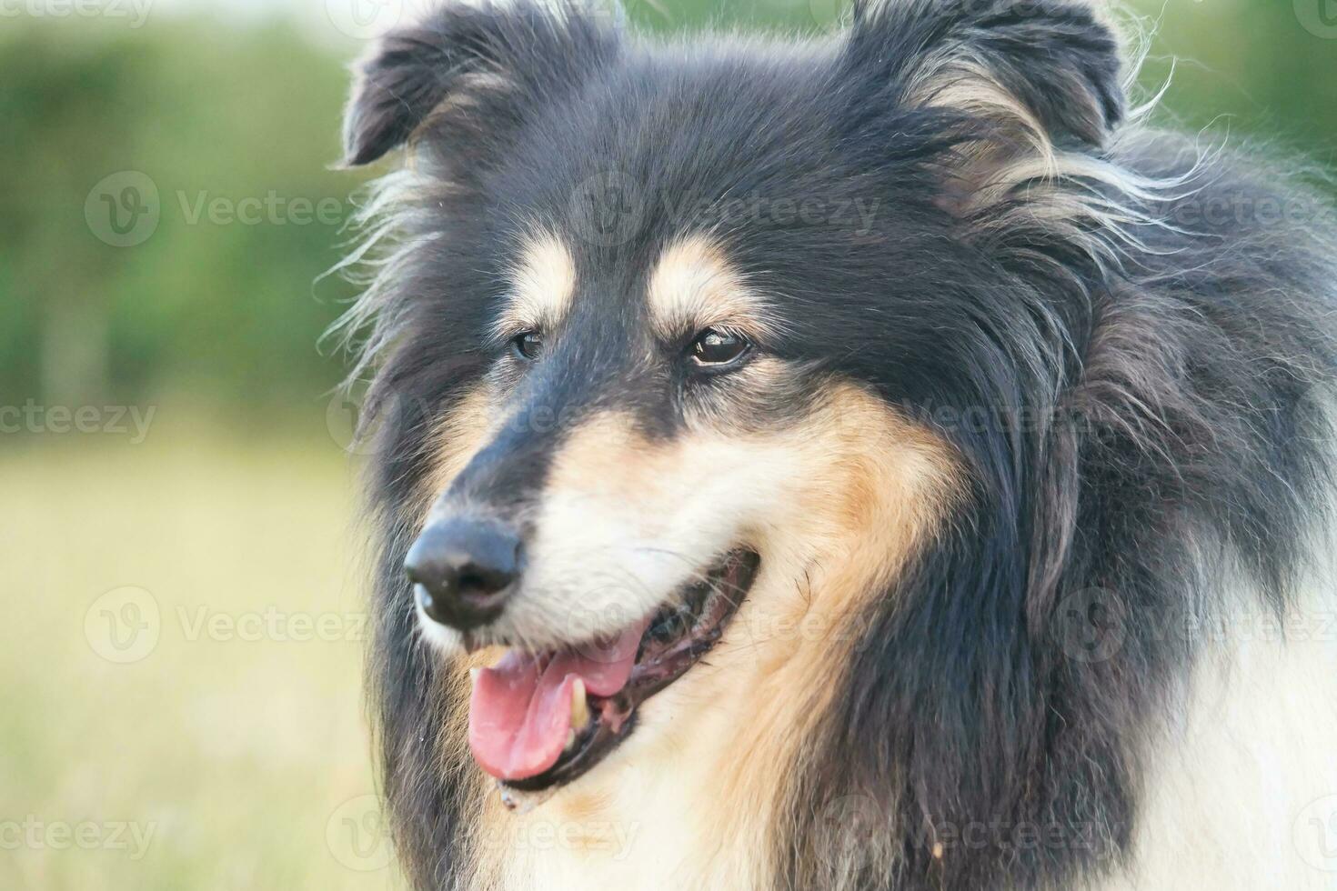 Black and White Dog with Long Hairs on Evening Walk at Countryside of England UK photo