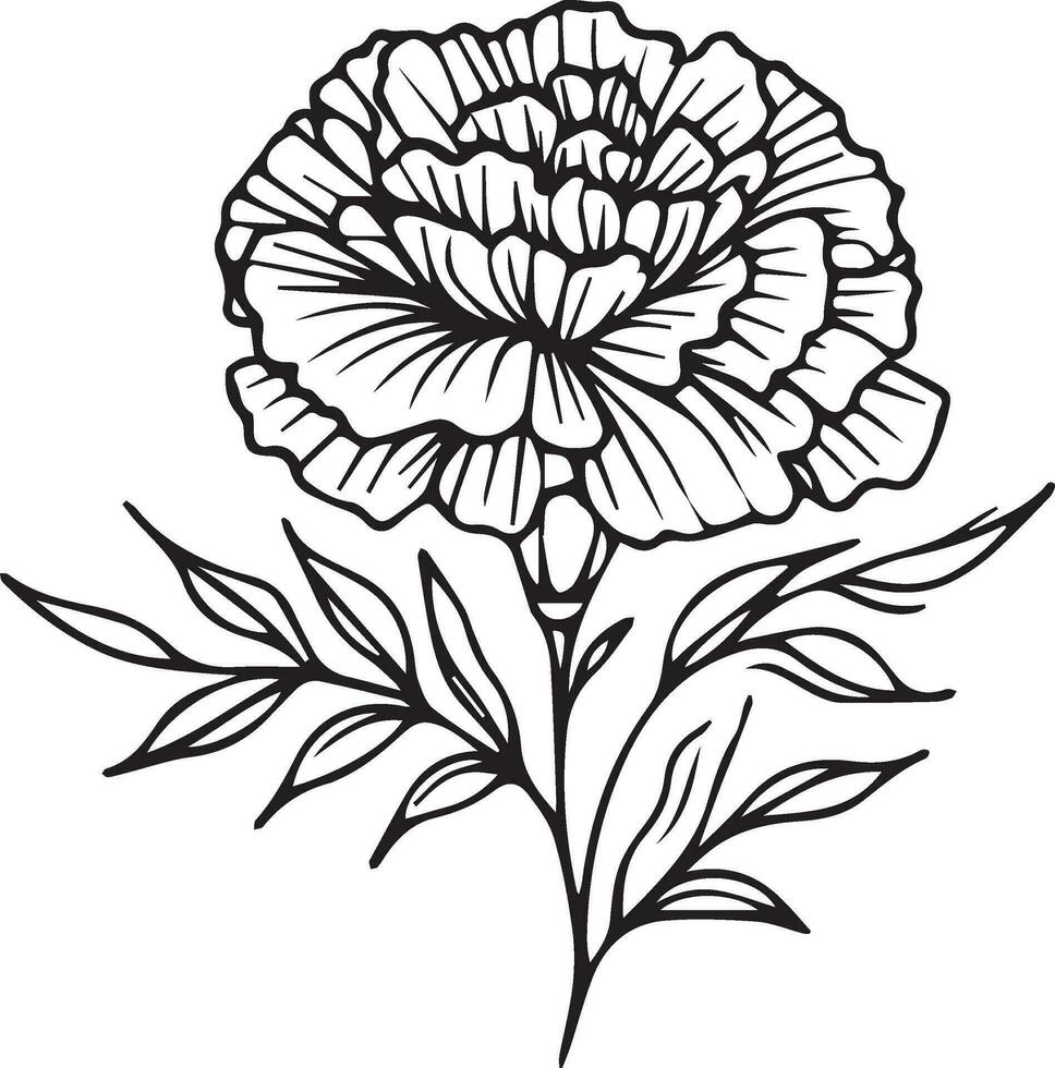 Black tattoo with marigold, marigold single line drawings, black and white marigold coloring, vintage marigold drawing, outline marigold drawing, simple marigold line drawing, marigold flower tattoo vector