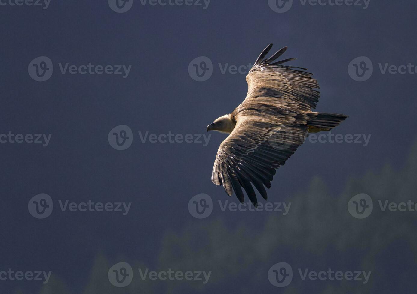 Griffon vulture flying, Drome provencale, France photo