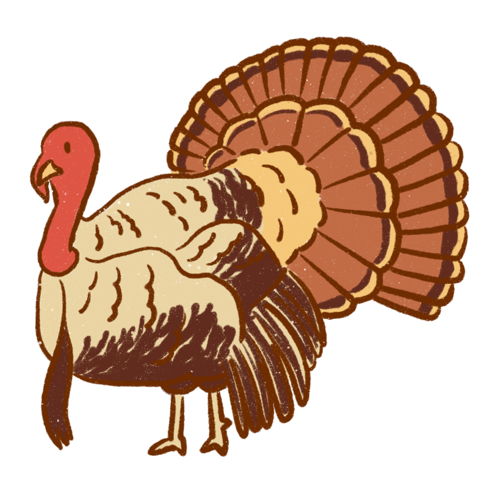 Thanksgiving, drawing illustration png