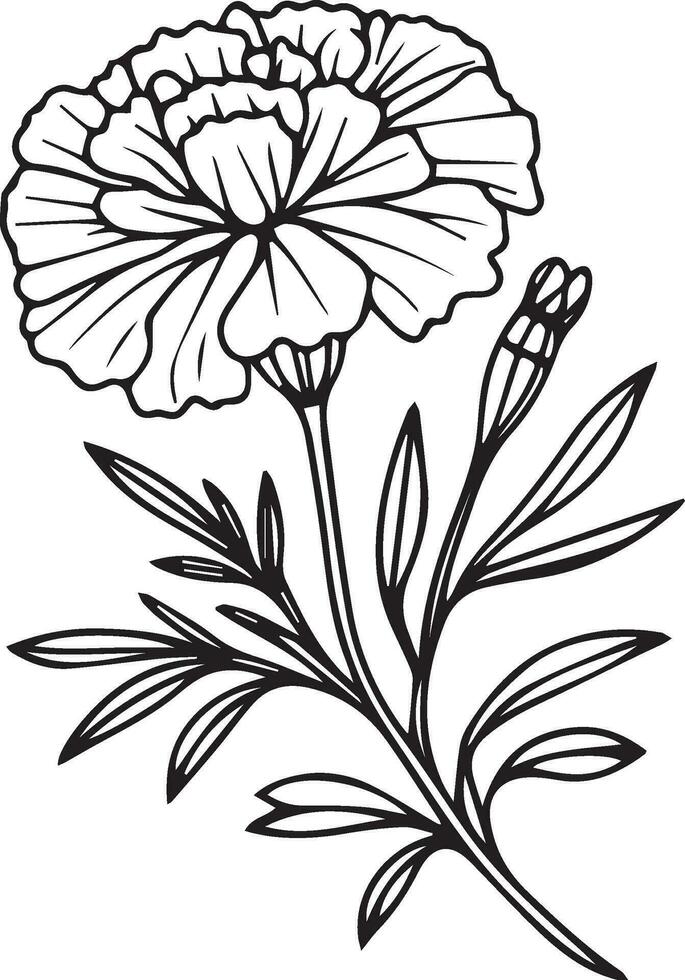 Topical marigold flower line drawing, marigold vector sketch line art coloring pages for kids, single stock outline drawing Marigold birth flower vector illustration, beautiful marigold flower bouquet