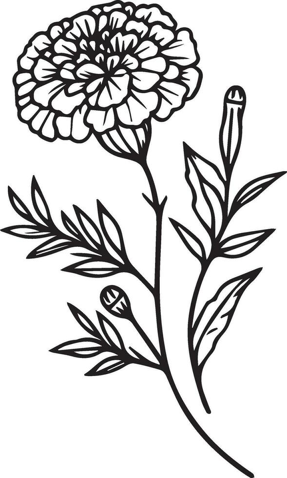 minimalist marigold tattoo in black and white, Mexican marigold tattoo, marigold flower drawing, marigold flower drawing for kids, flower coloring pages marigold drawing for kids, marigold wall art vector