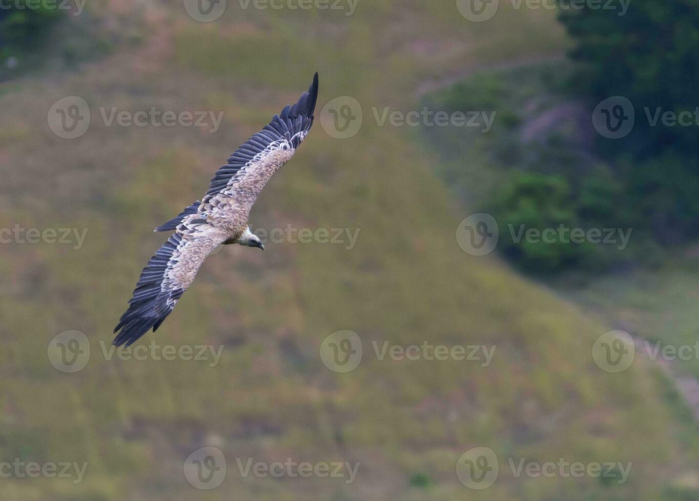 Griffon vulture flying, Drome provencale, France photo
