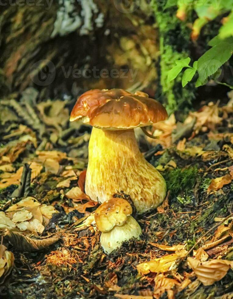 Mushrooms bolete, fungus in the woods photo