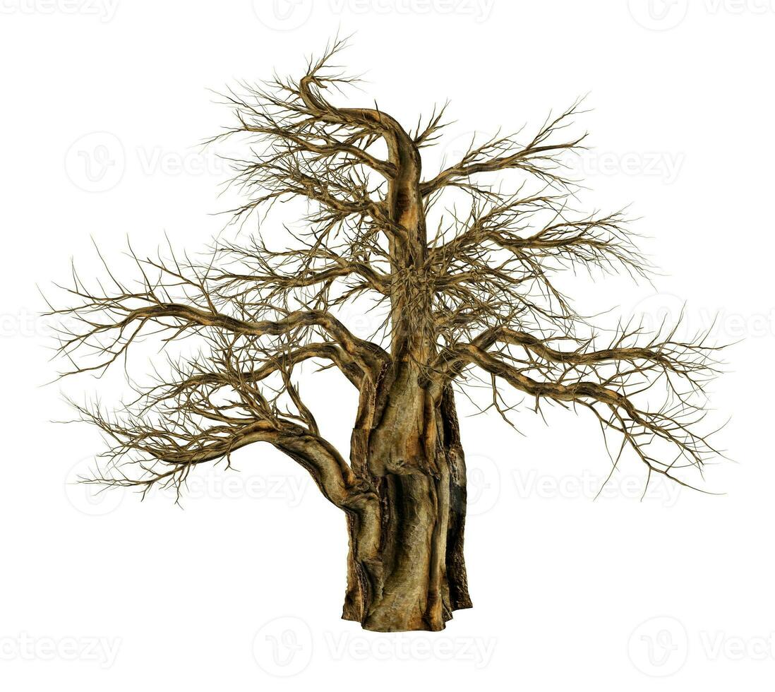 Baobab tree without leaves, adansonia digitata - 3D render photo